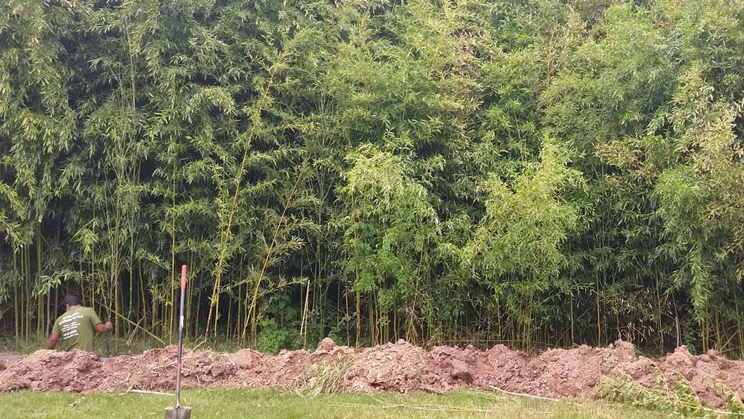 bamboo rhizome barrier installation