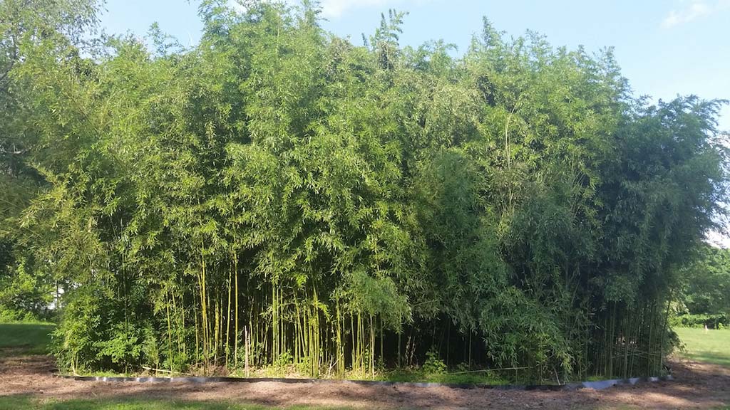 bamboo containment pa 6