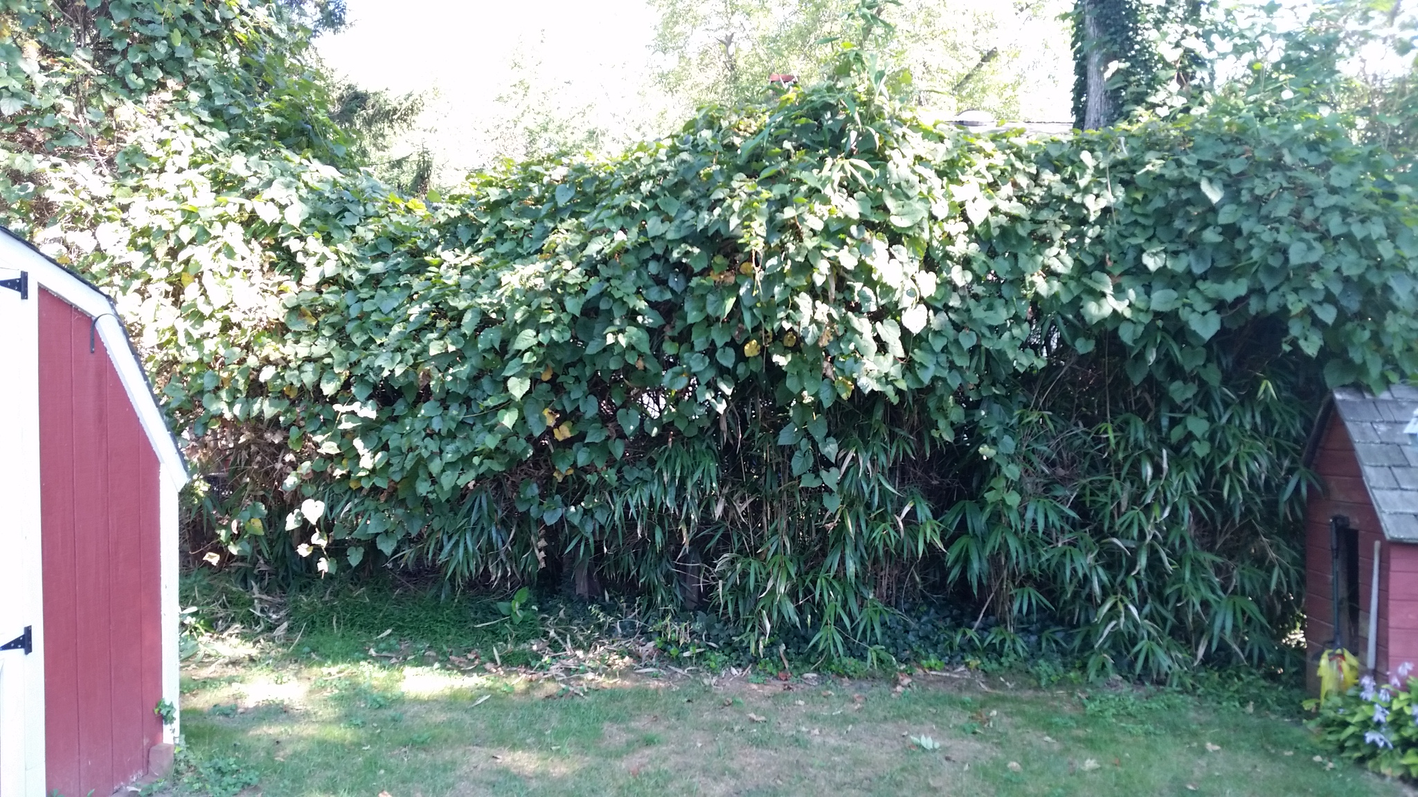 bamboo containment ordinance complaint removal