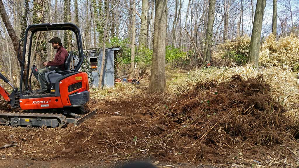 bamboo eradication