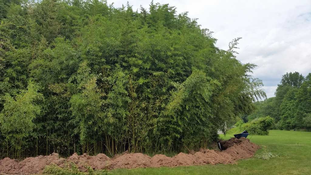 bamboo containment pa 5