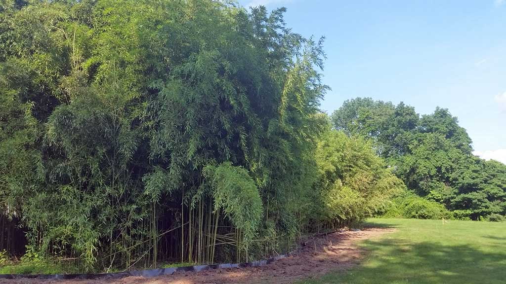 bamboo containment pa 7