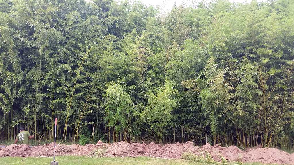 bamboo containment pa 4