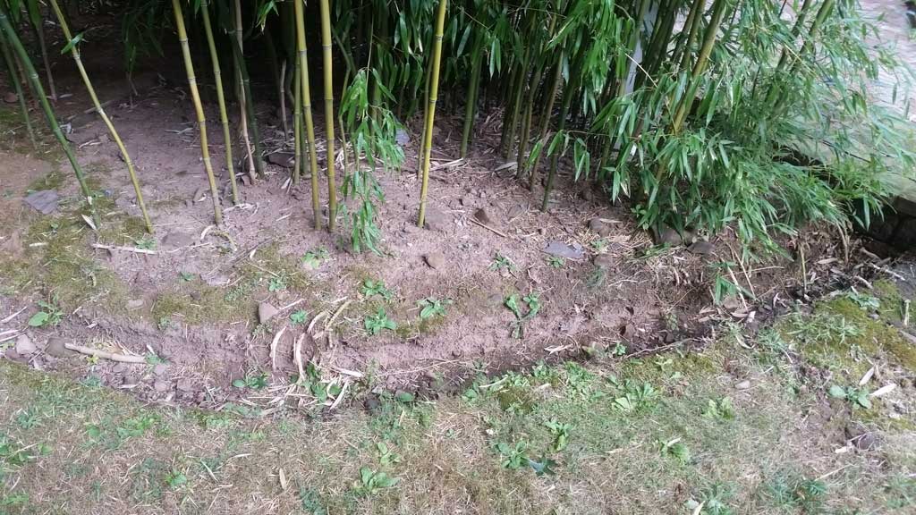 bamboo control Howell Township NJ