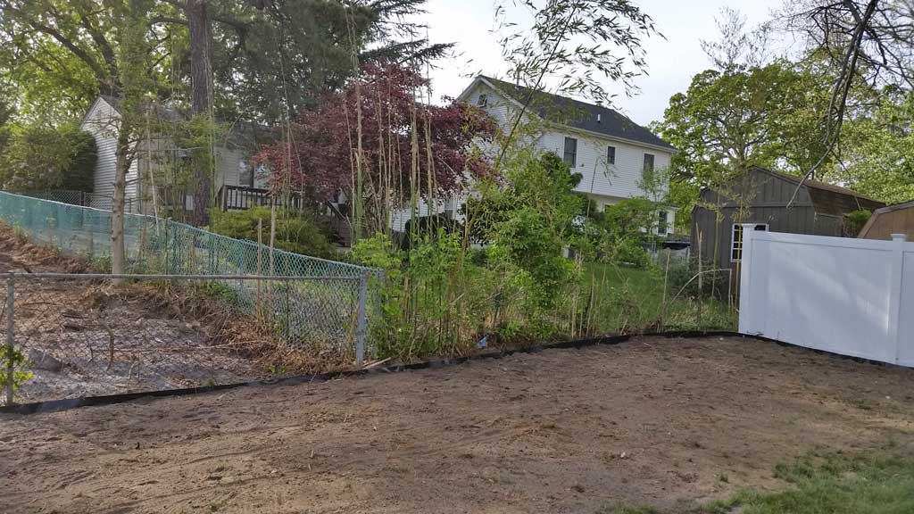 bamboo control sercice Ocean City NJ