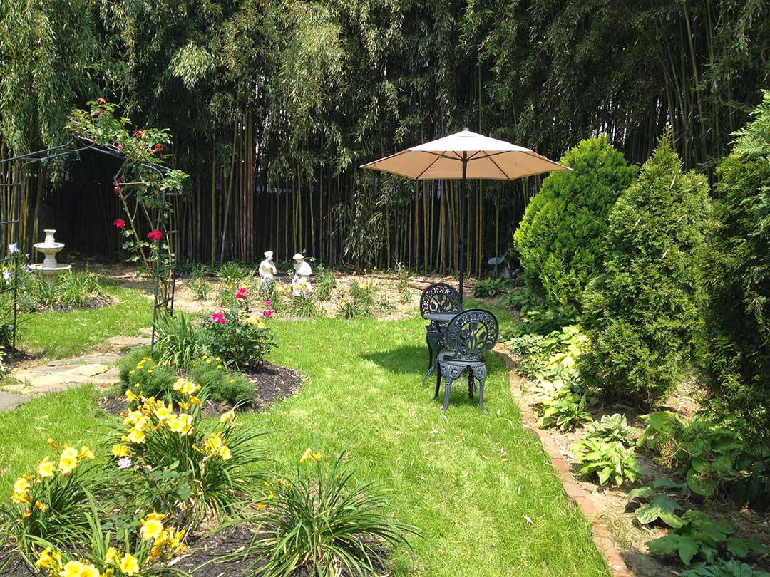 bamboo maintenance cleanup