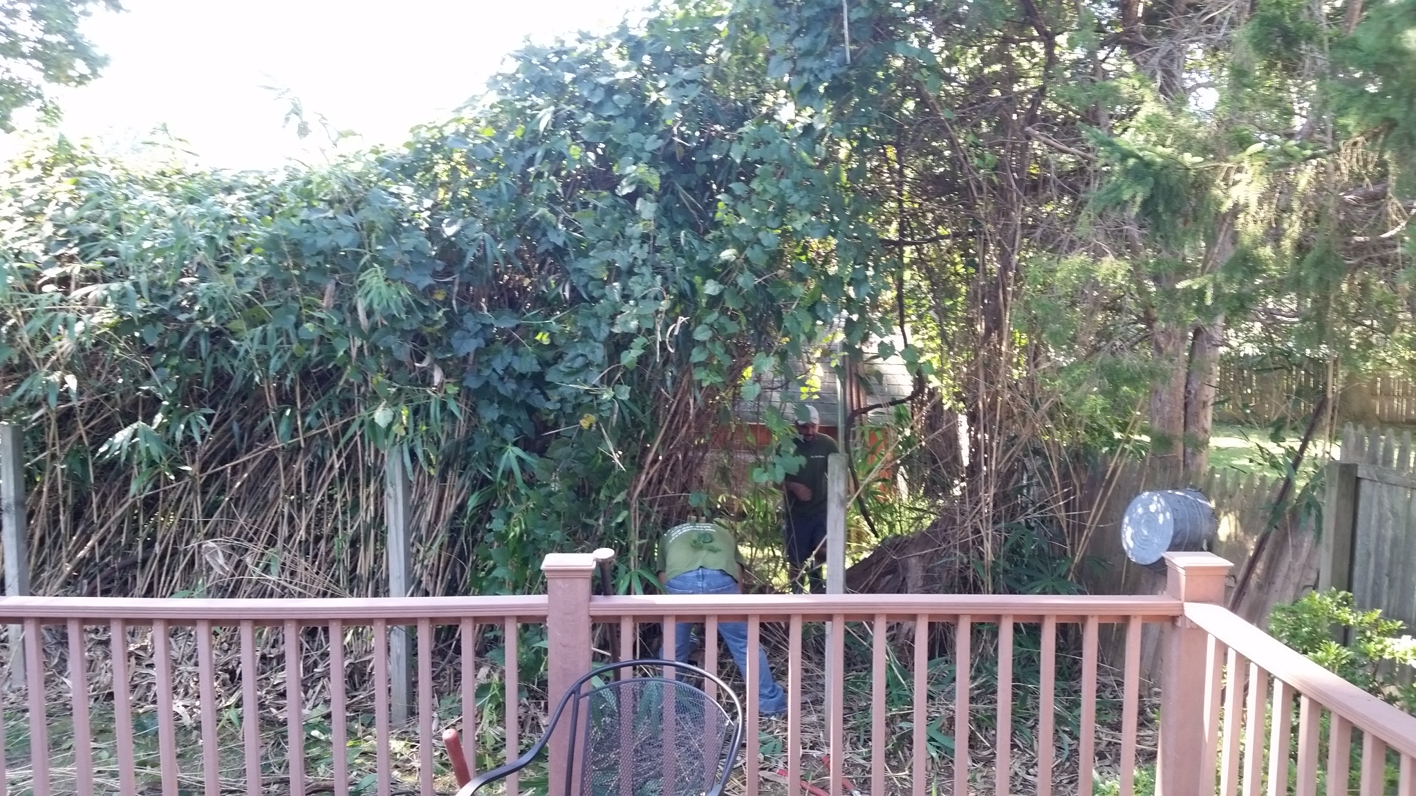 bamboo ordinance Gloucester Township NJ