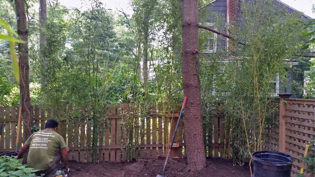 bamboo ornamental plant landscaping