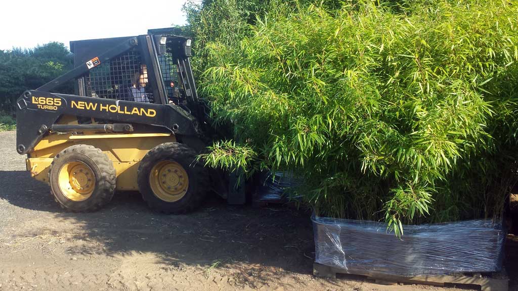 bamboo plants for sale new jersey