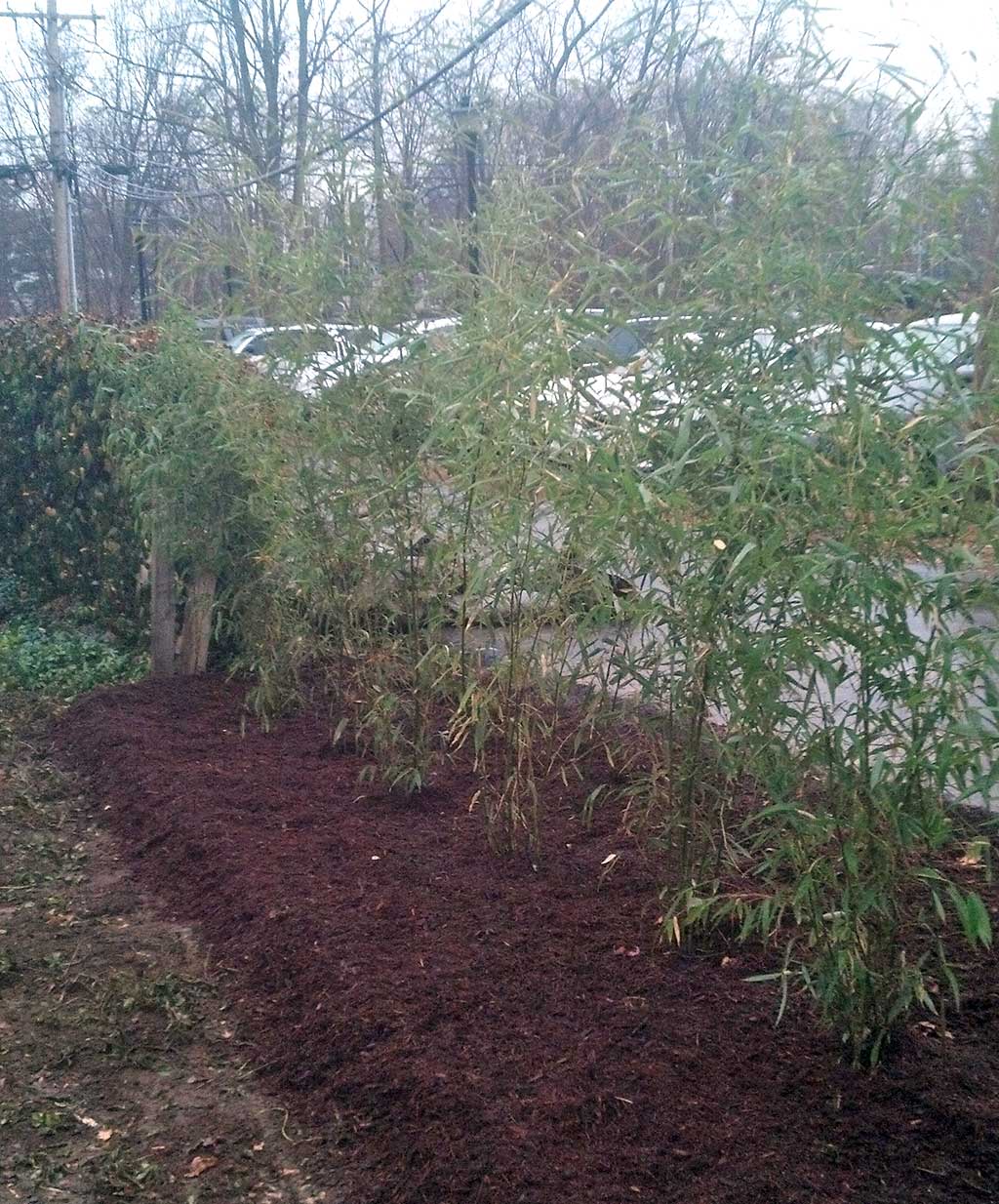 bamboo plants Princeton NJ
