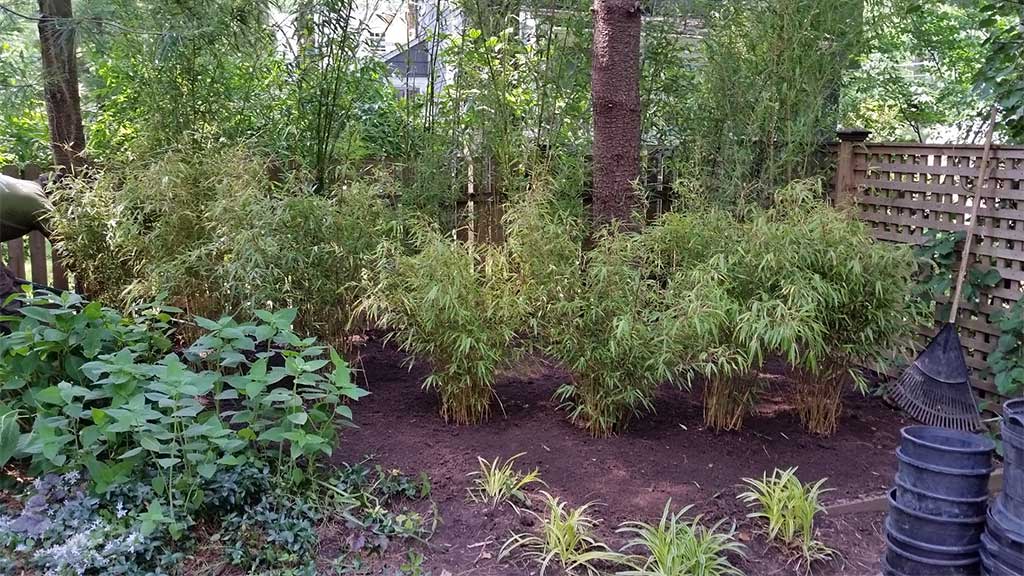 bamboo privacy plants