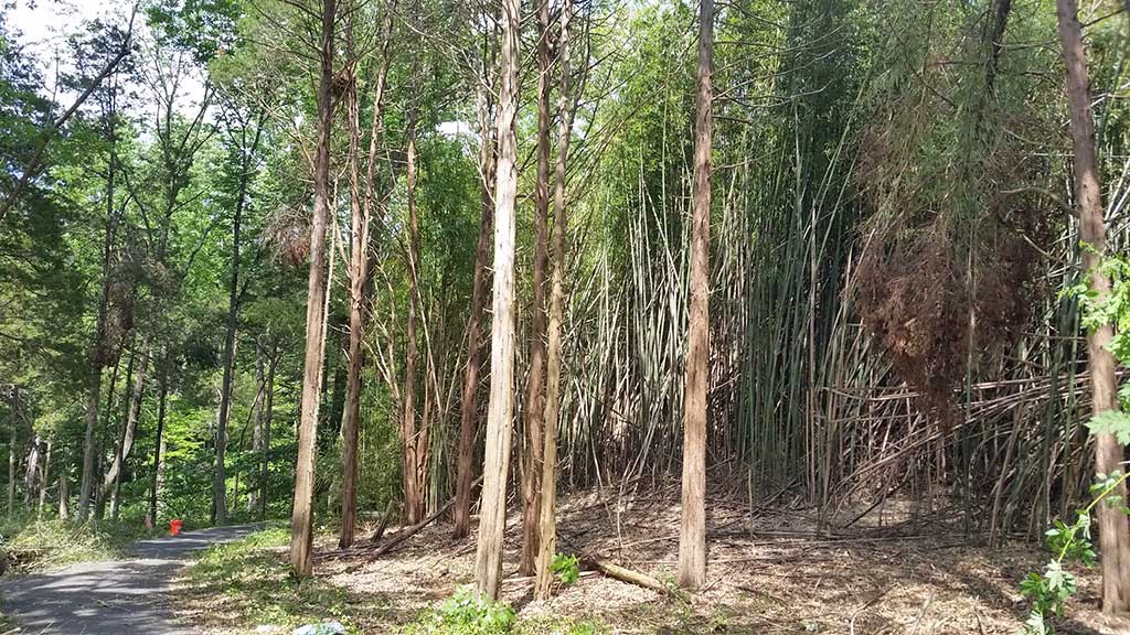 Bamboo Removal Bucks County PA