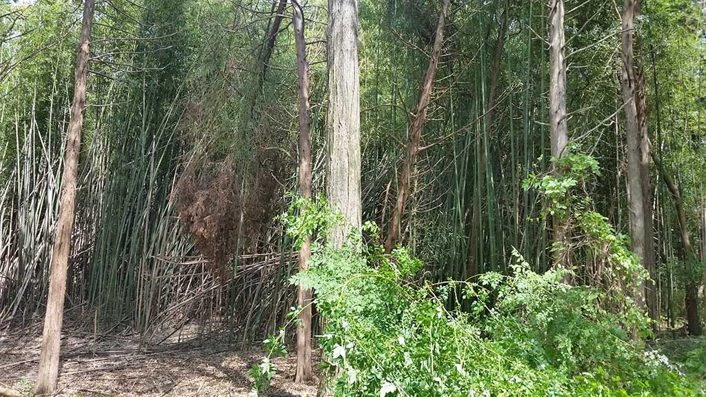 bamboo removal Pennsylvania