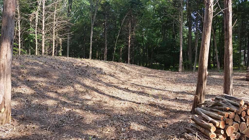 bamboo ordinance removal bucks county pa