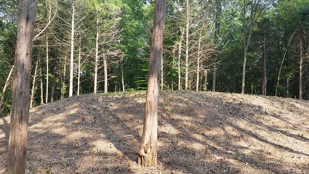 bamboo cane removal bucks county pa