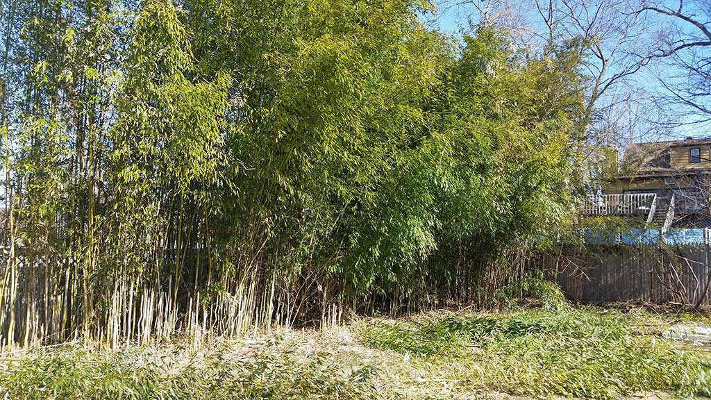 Bamboo Removal Douglass PA
