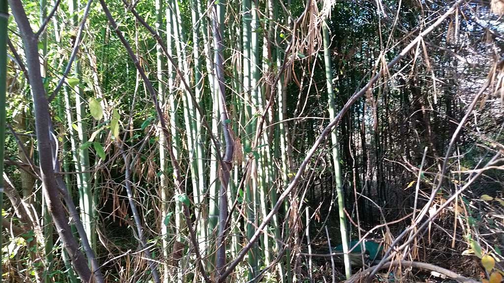 bamboo removal ordinance NJ 3