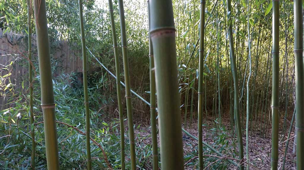 bamboo removal ordinance NJ 4