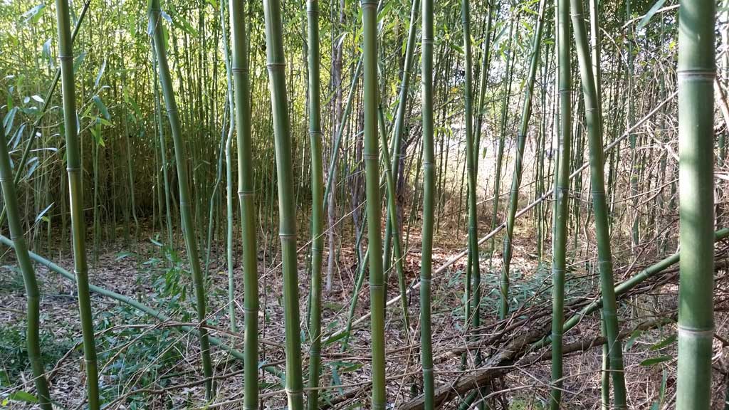 bamboo removal ordinance NJ 5