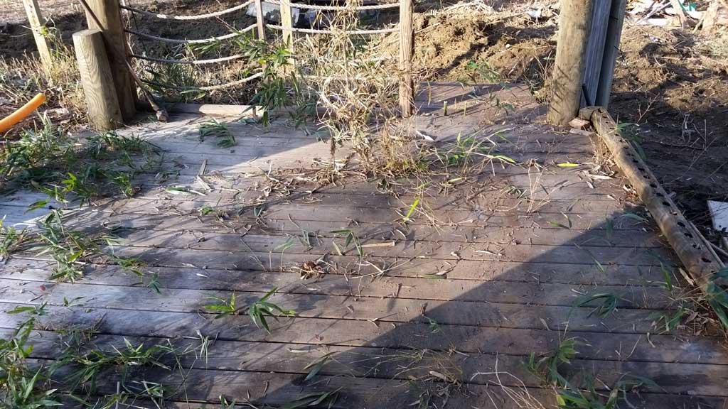 bamboo removal ordinance NJ 6