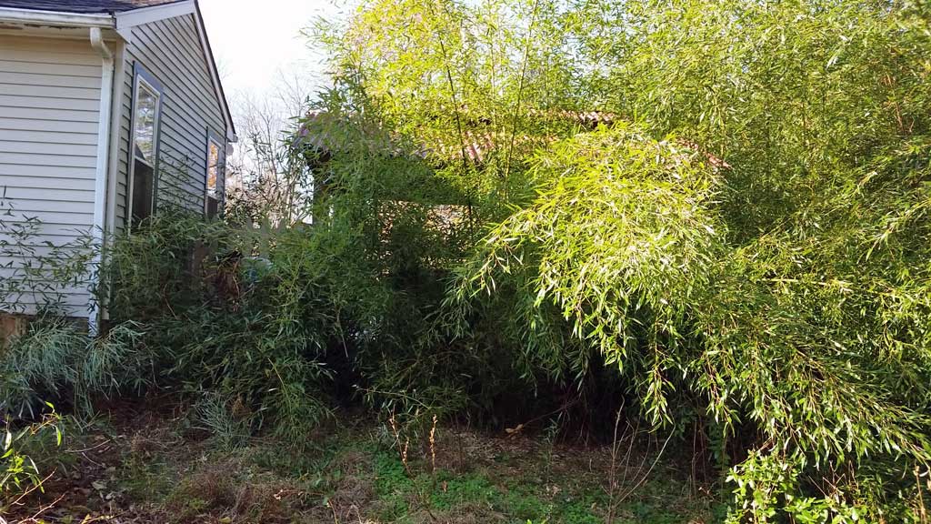 bamboo removal ordinance NJ