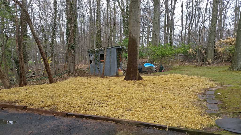 Bamboo Removal Wayne NJ NJ Bamboo Landscaping
