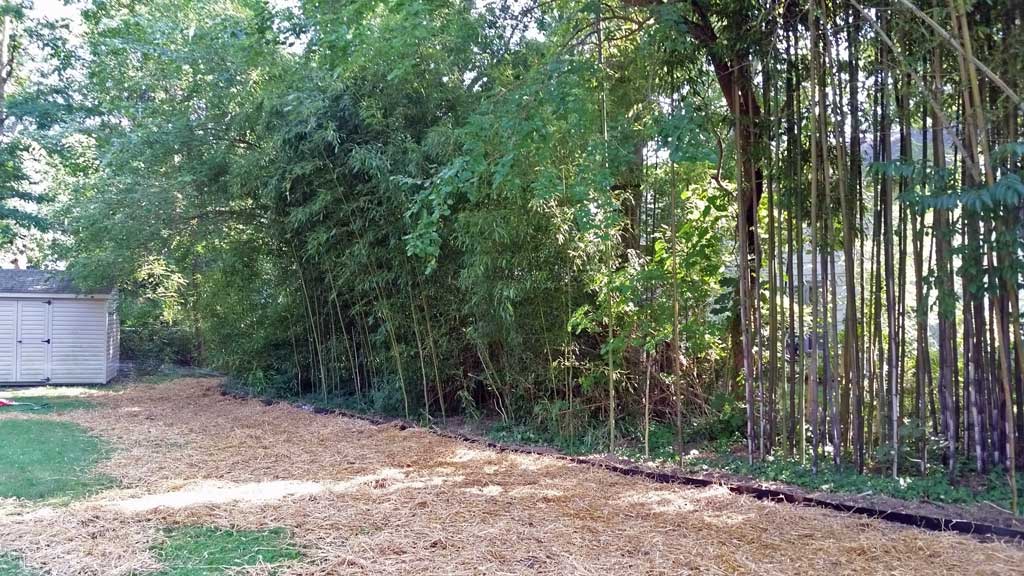 bamboo containment rhizome barrier