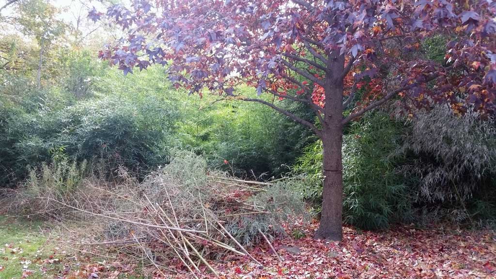 bamboo ordinance removal Toms River NJ 2