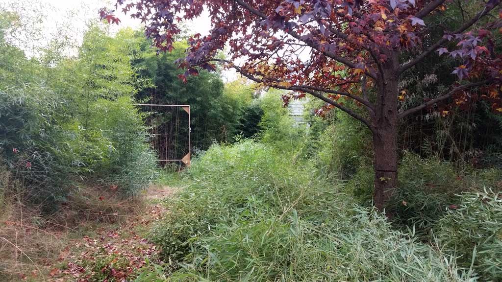 bamboo ordinance removal Toms River NJ 3