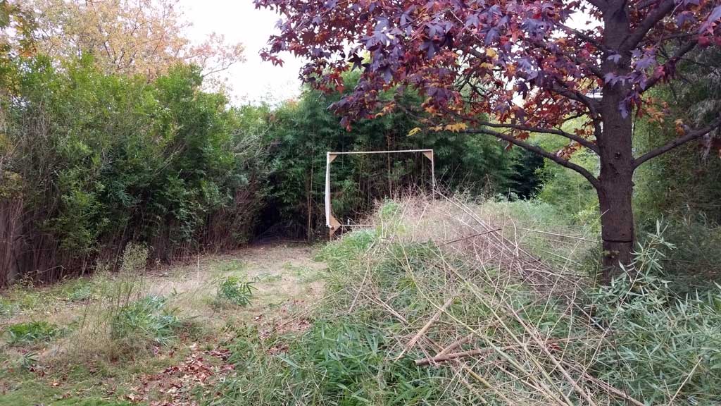 bamboo ordinance removal Toms River NJ 4