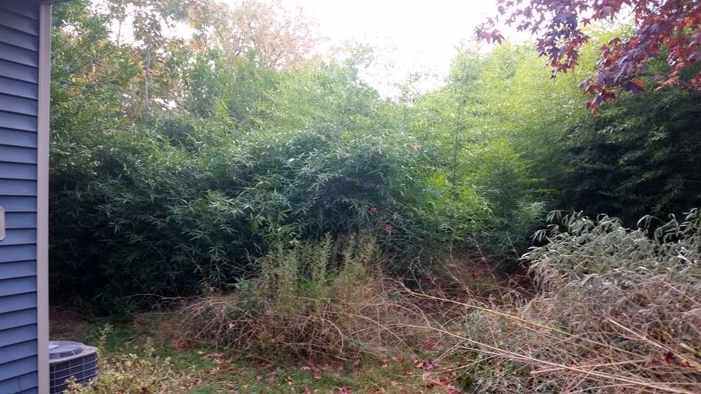Bamboo Removal Toms River NJ