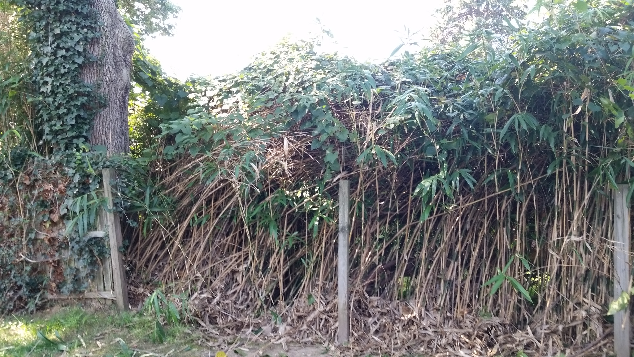 bamboo ordinance removal