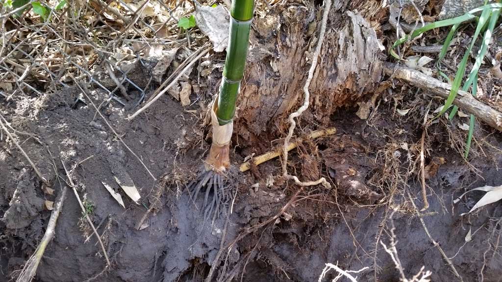 bamboo growing new cane off rhizome