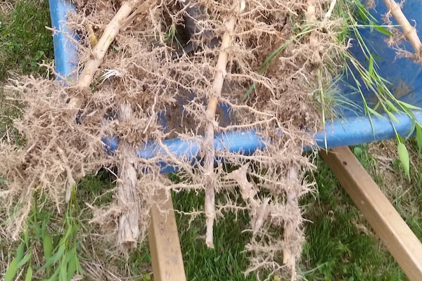 bamboo removal ordinance